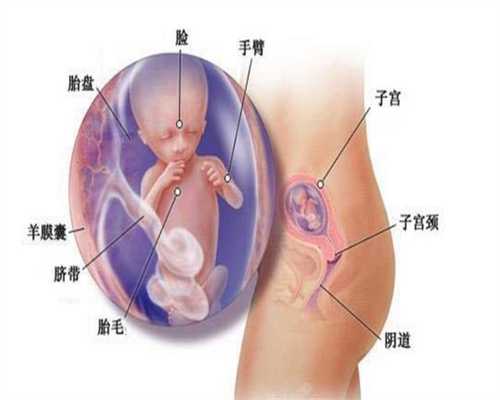 北京代孕包成功哪家便宜：北京生殖机构代孕过程：带鱼胆固醇