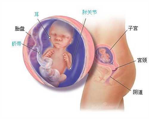 北京代孕包成功哪家便宜：北京生殖机构代孕过程：带鱼胆固醇含量高吗