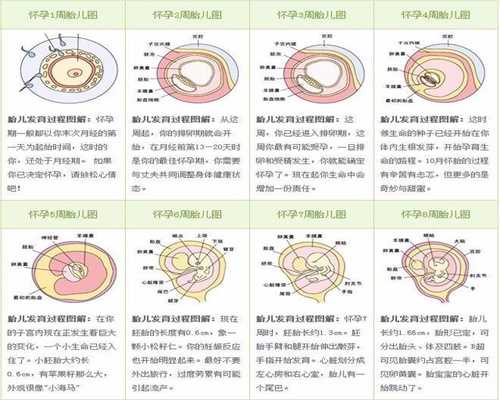 北京代孕的出生证是真的吗：贫血是不是和月经有关系